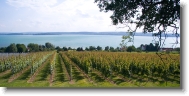 IMG_4687 * A vineyard by Lake Konstanz * 900 x 436 * (324KB)